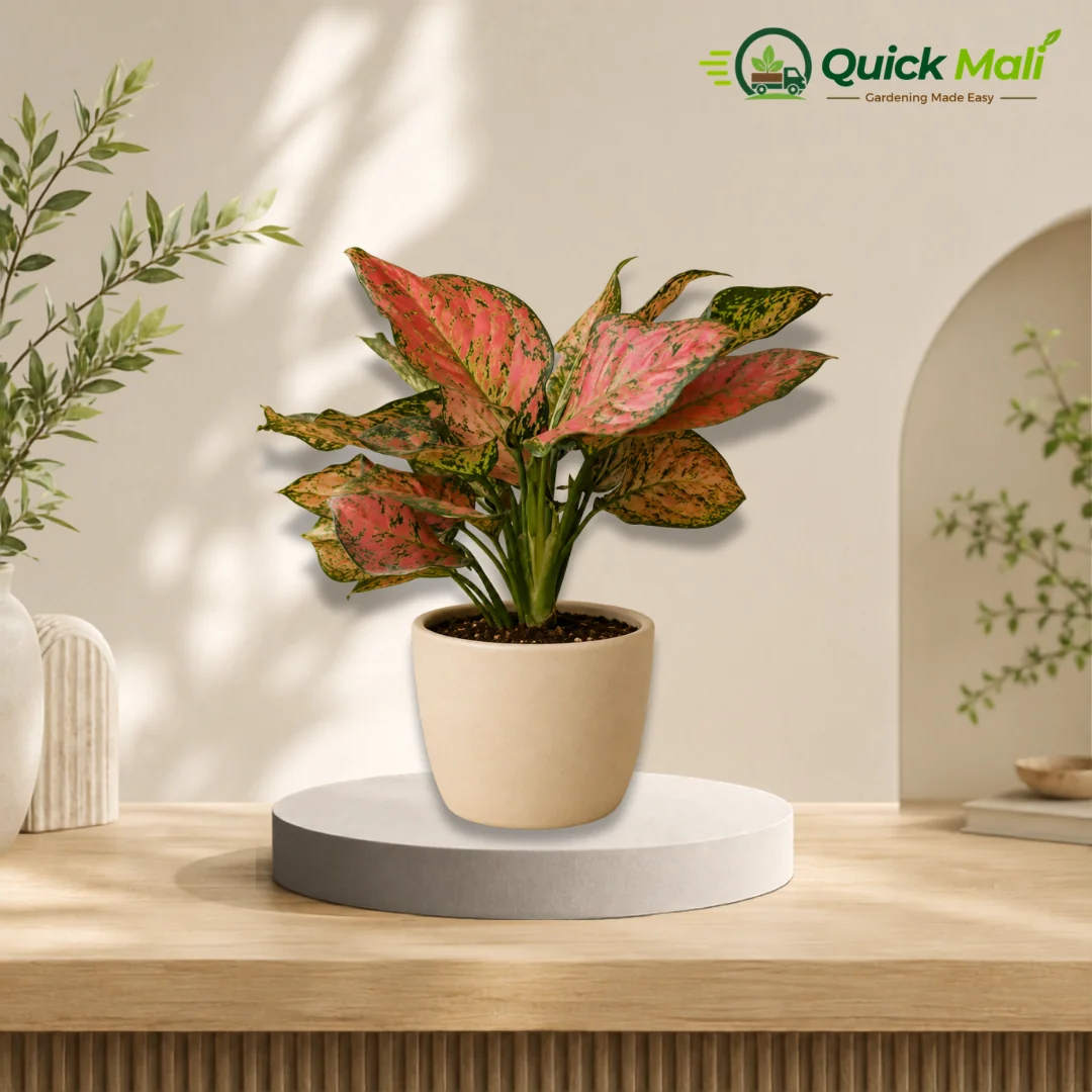 Aglaonema causatum plant