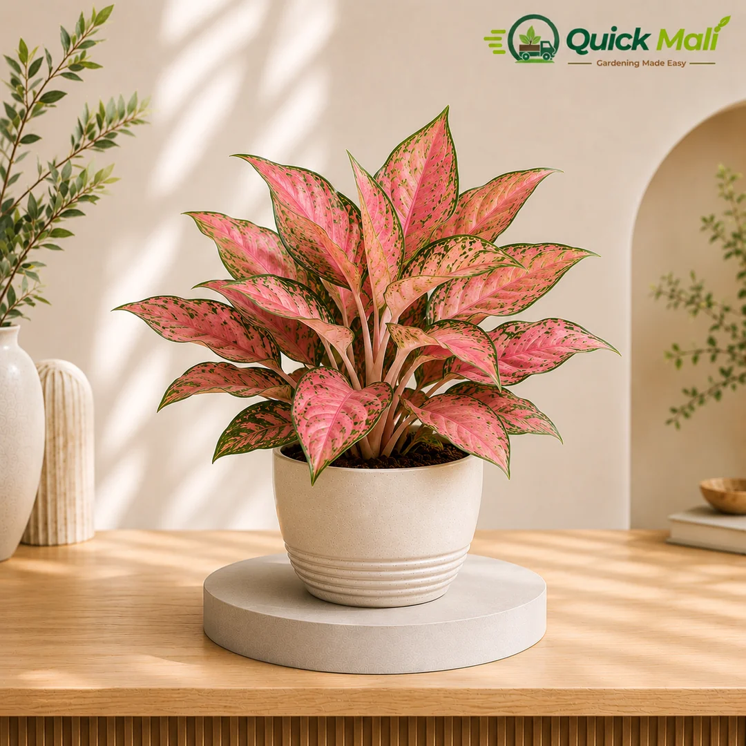 Air Purifying - Aglaonema Pink