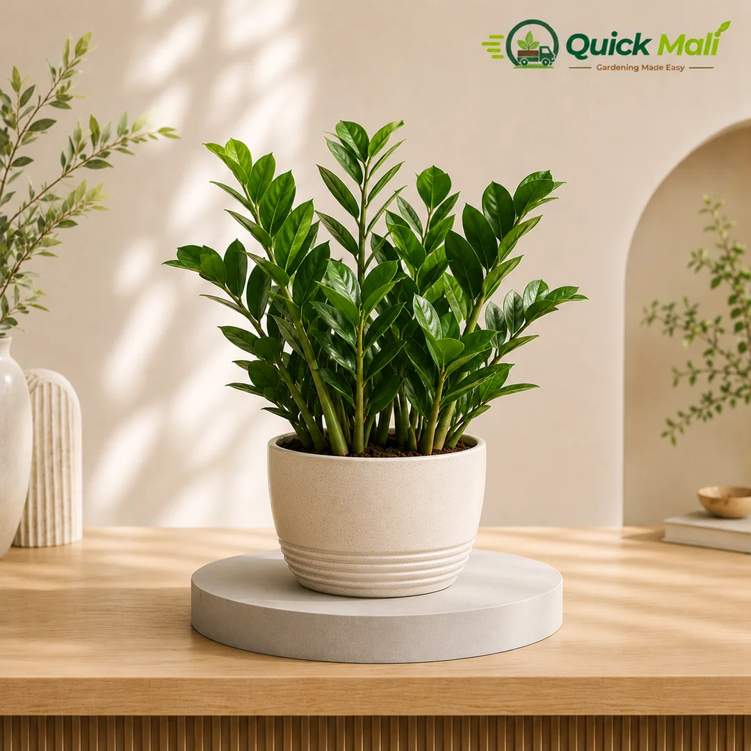 Air Purifying Indoor Plant - Zz Green