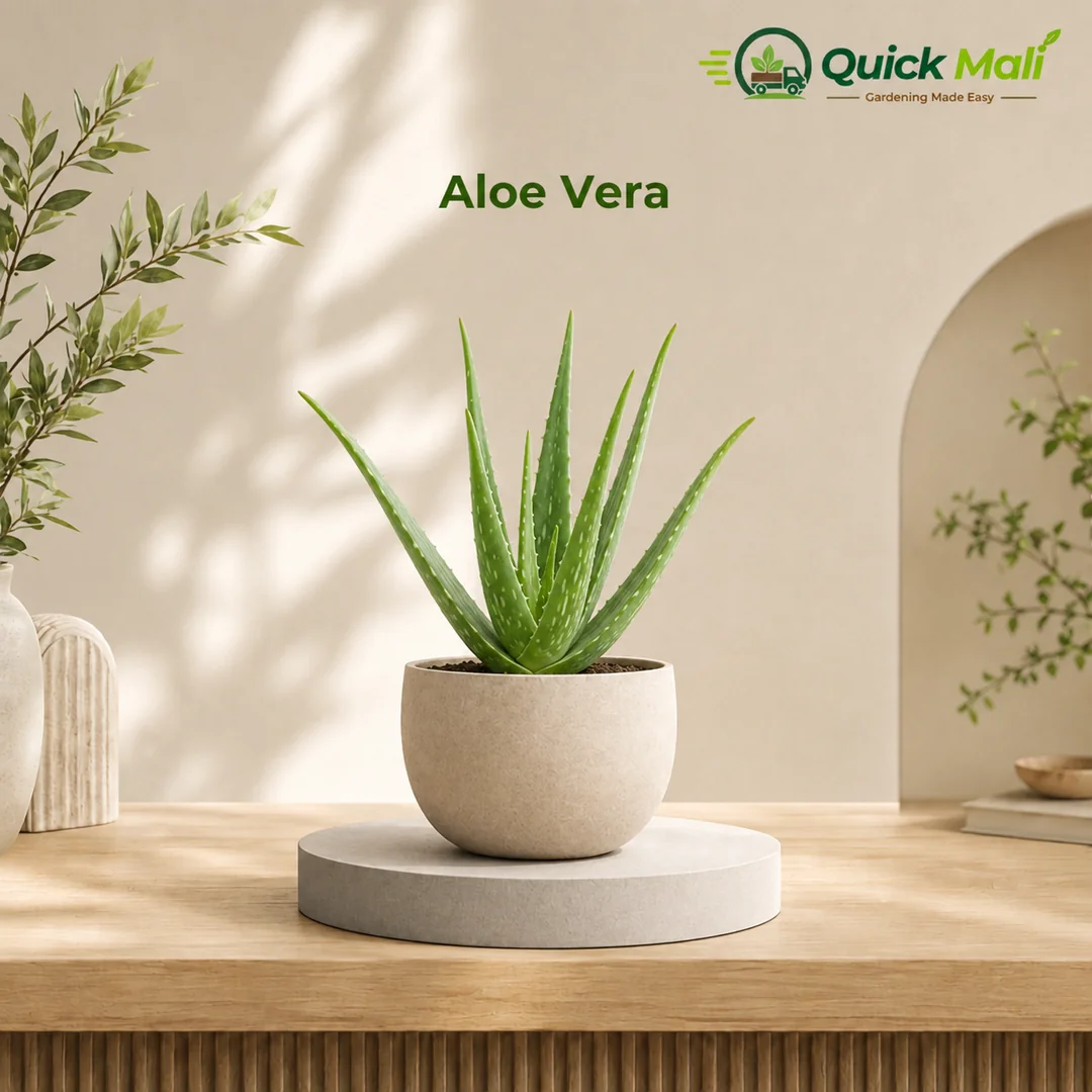 Aloe Vera at ₹100