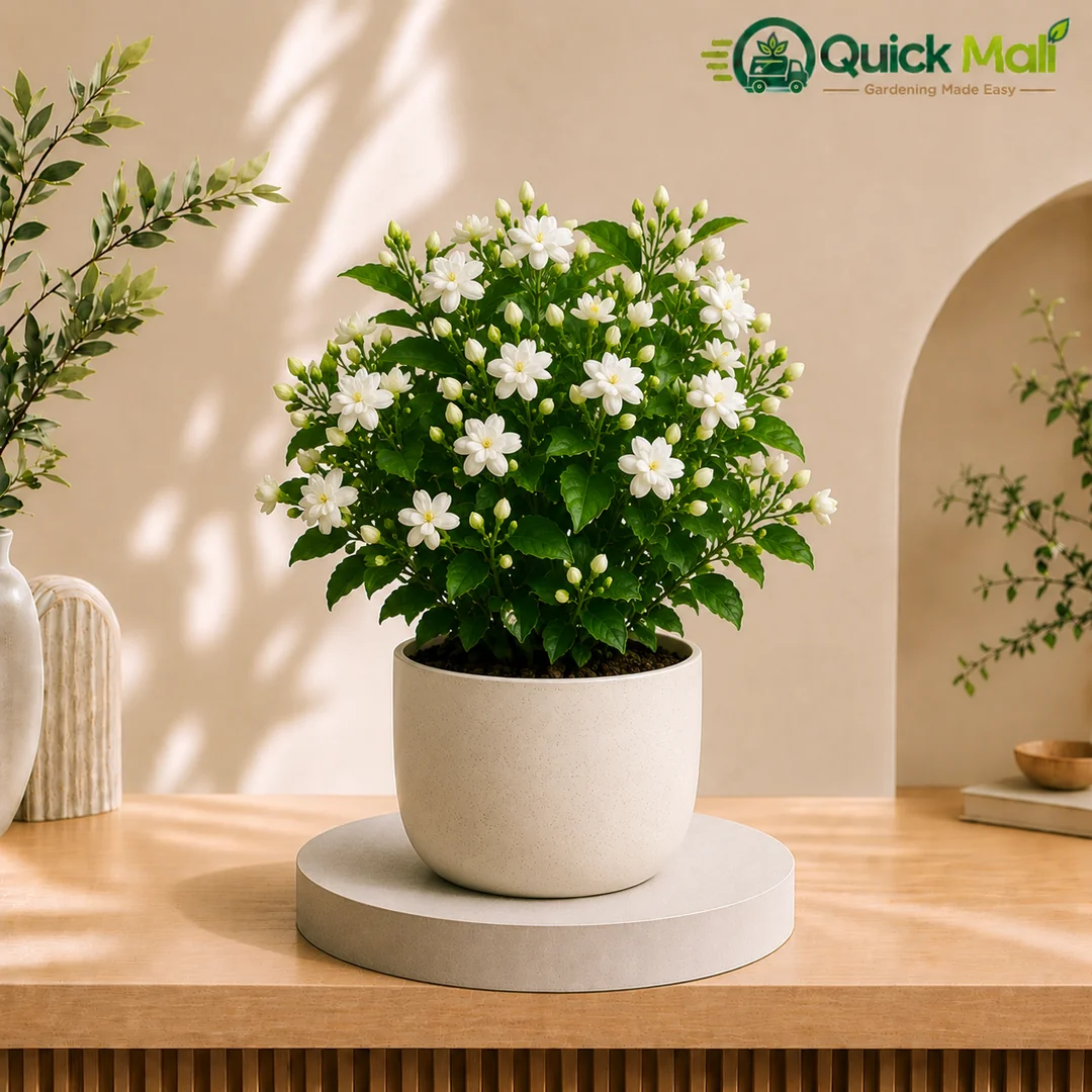 Arabian Jasmine ( Mogra )
