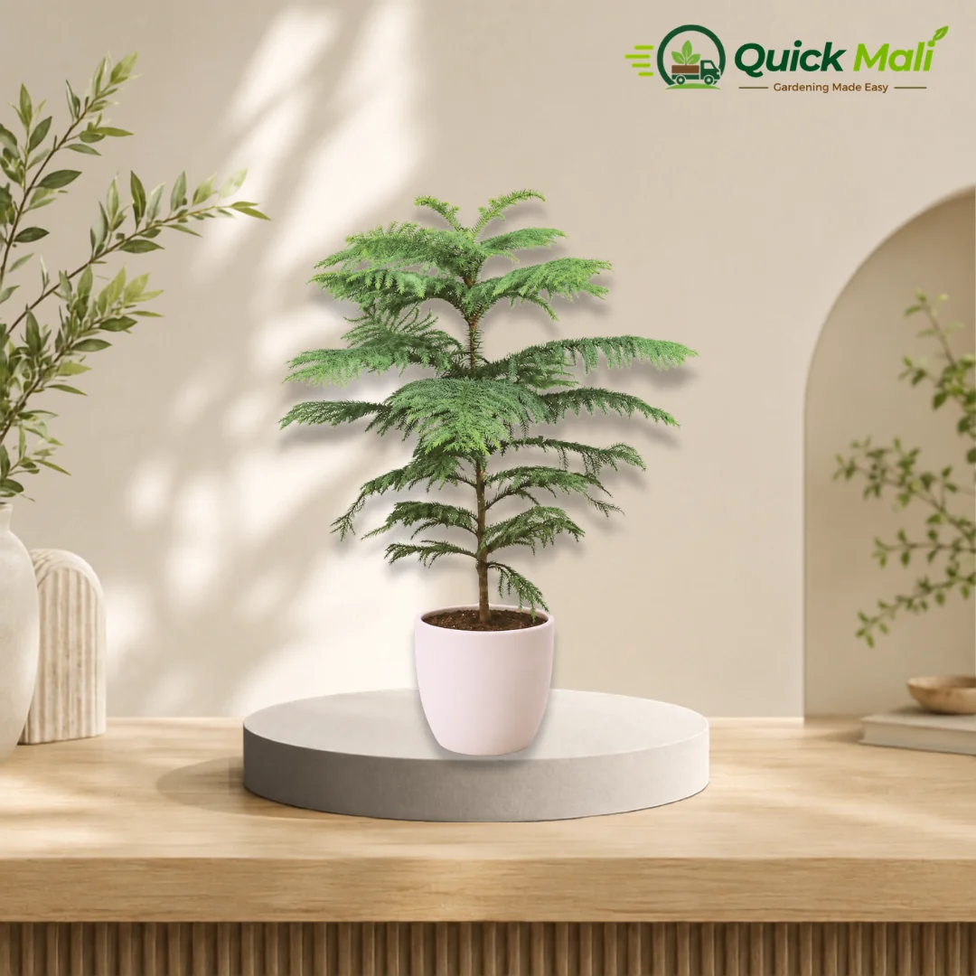 Araucaria/Christmas tree