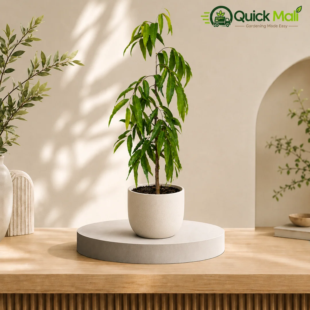 Ashoka Plant