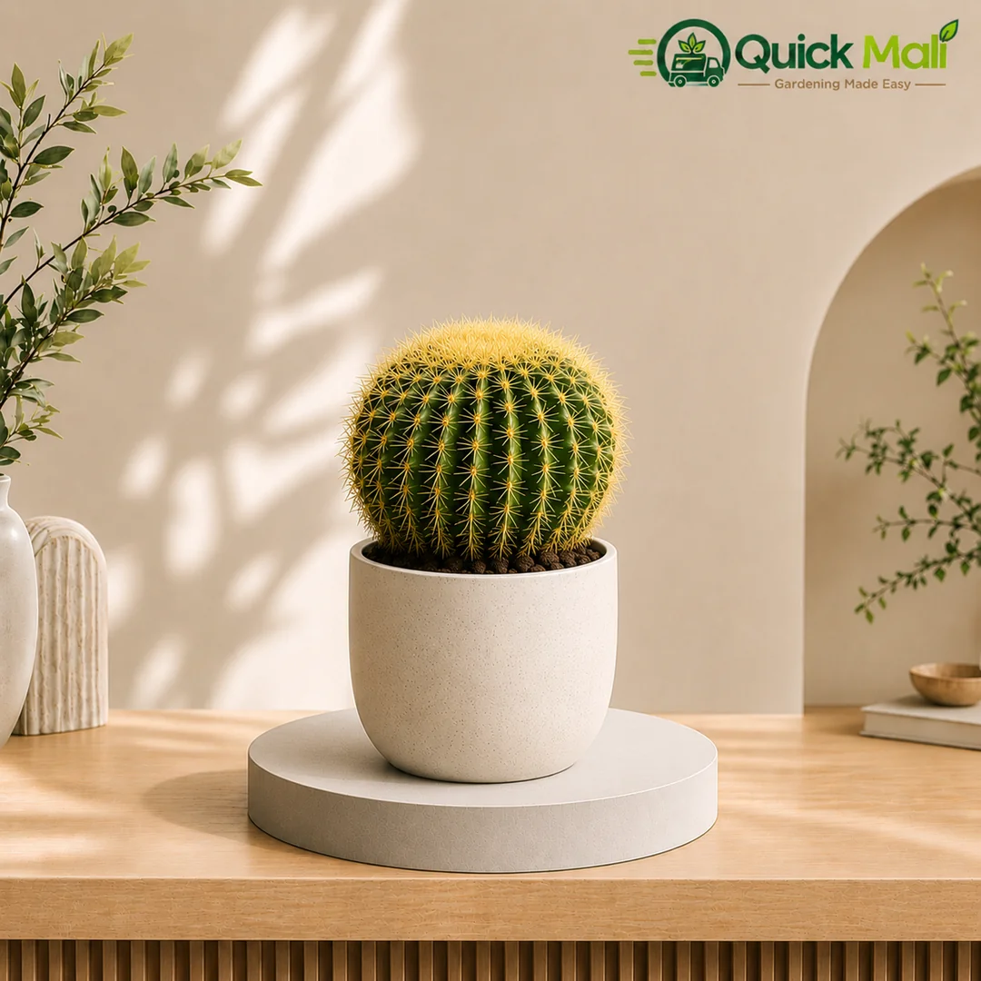 Barrel Cactus