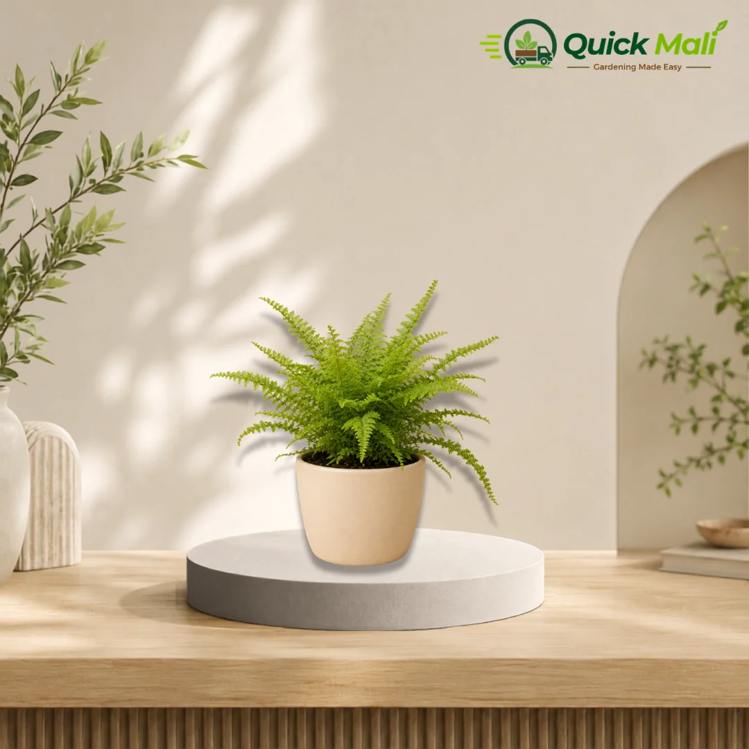 Boston fern- air purifying indoor plants