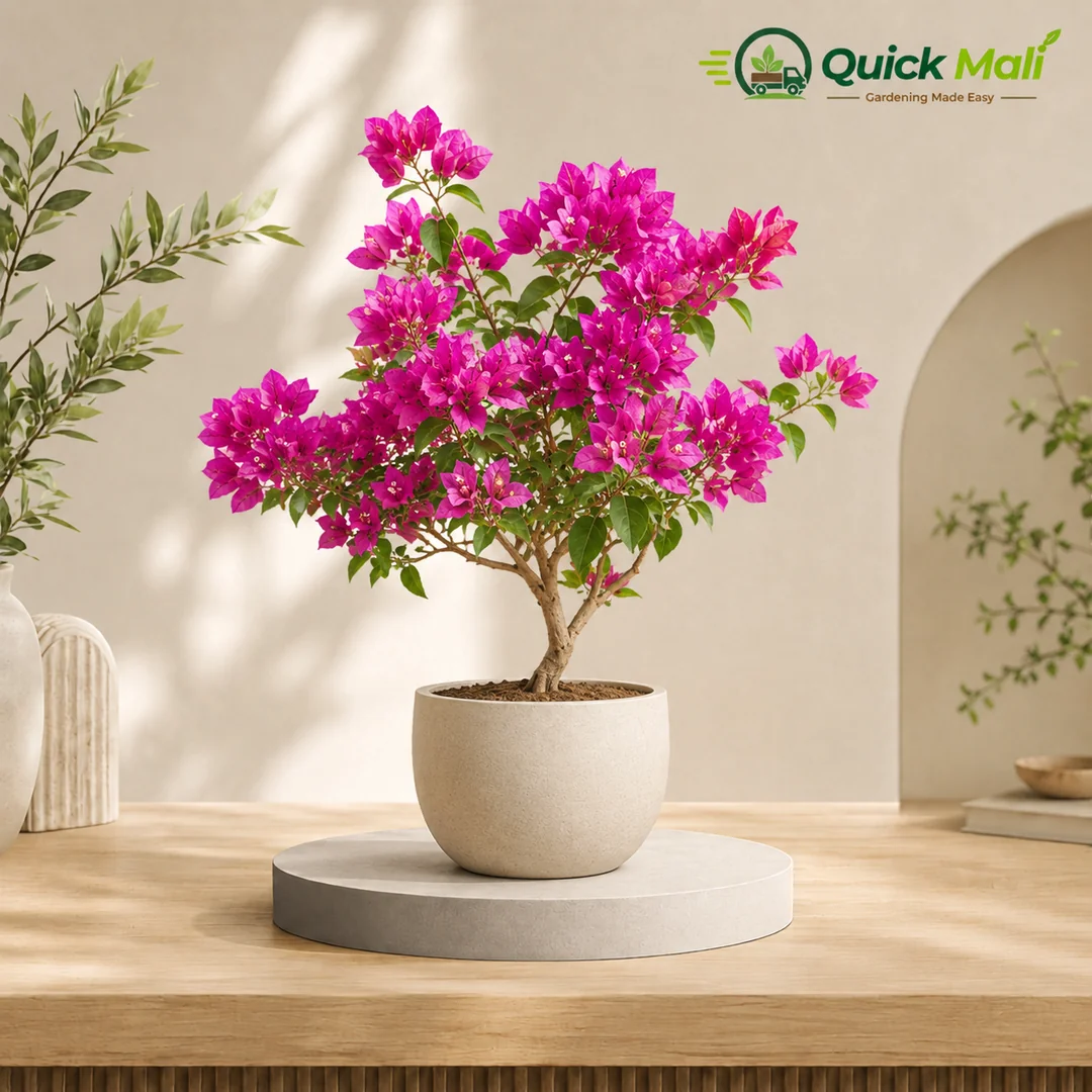 Bougainvillea