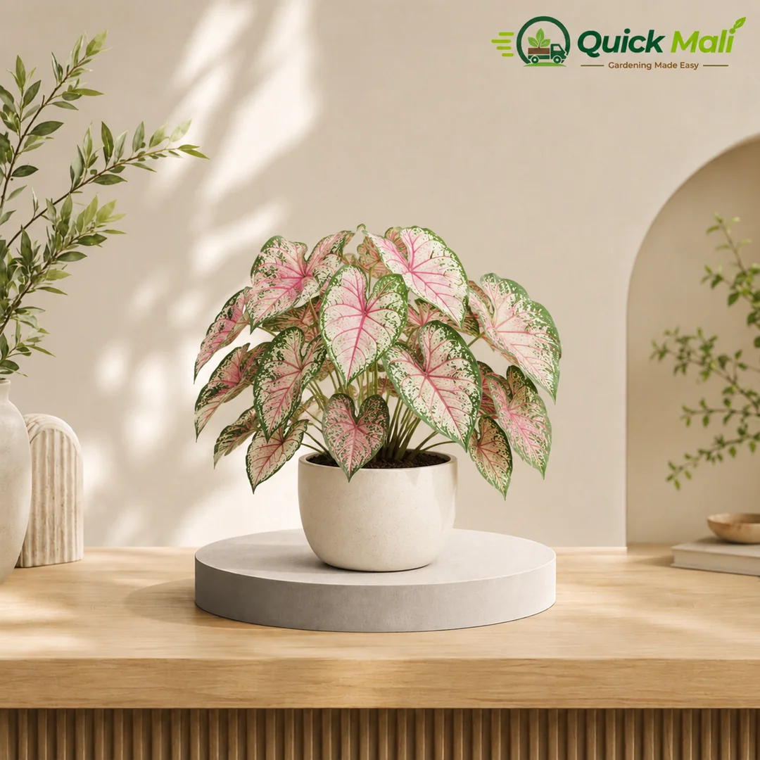 Caladium Plant