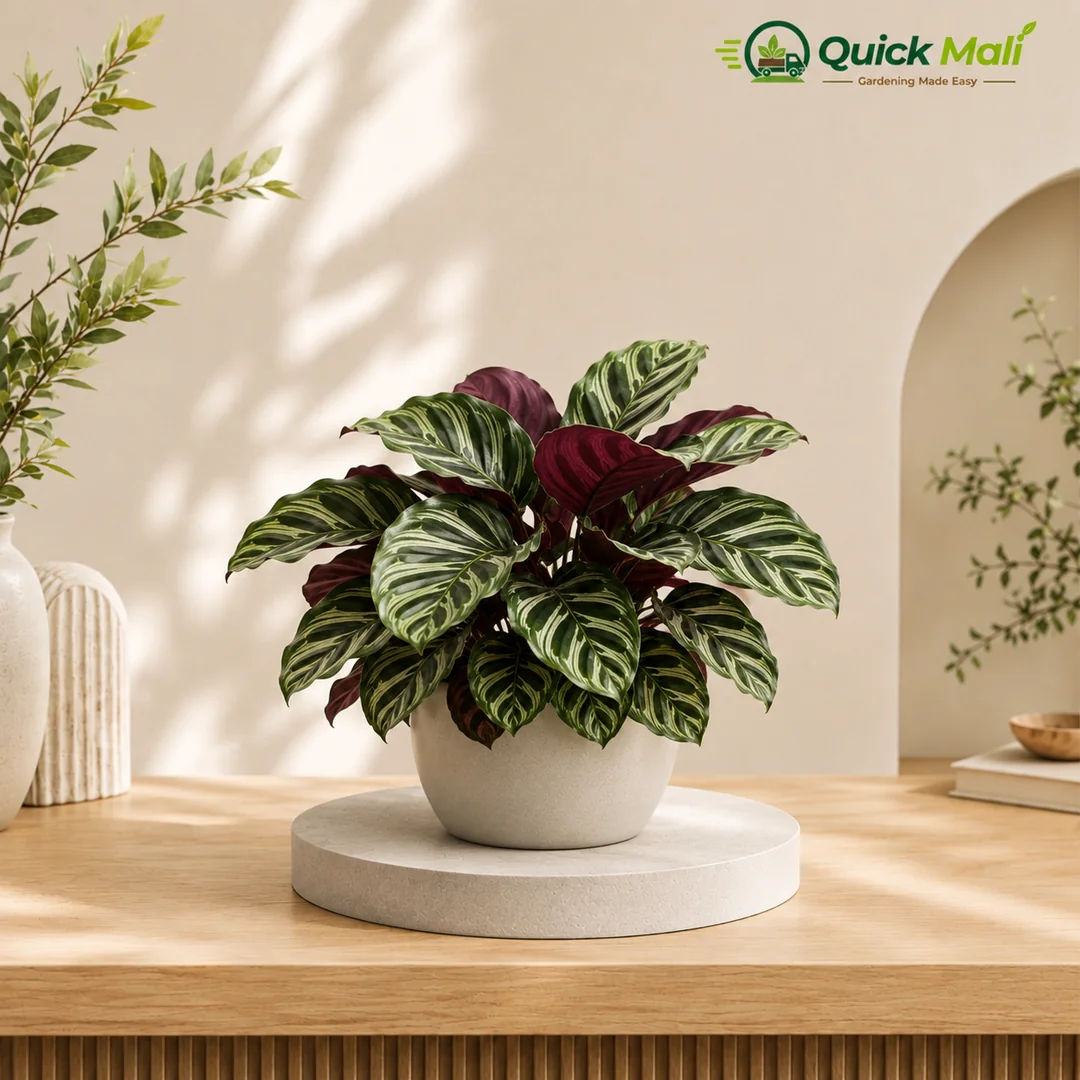 Calathea