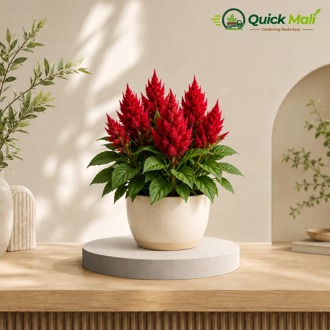 Celosia (Salvia Plant)