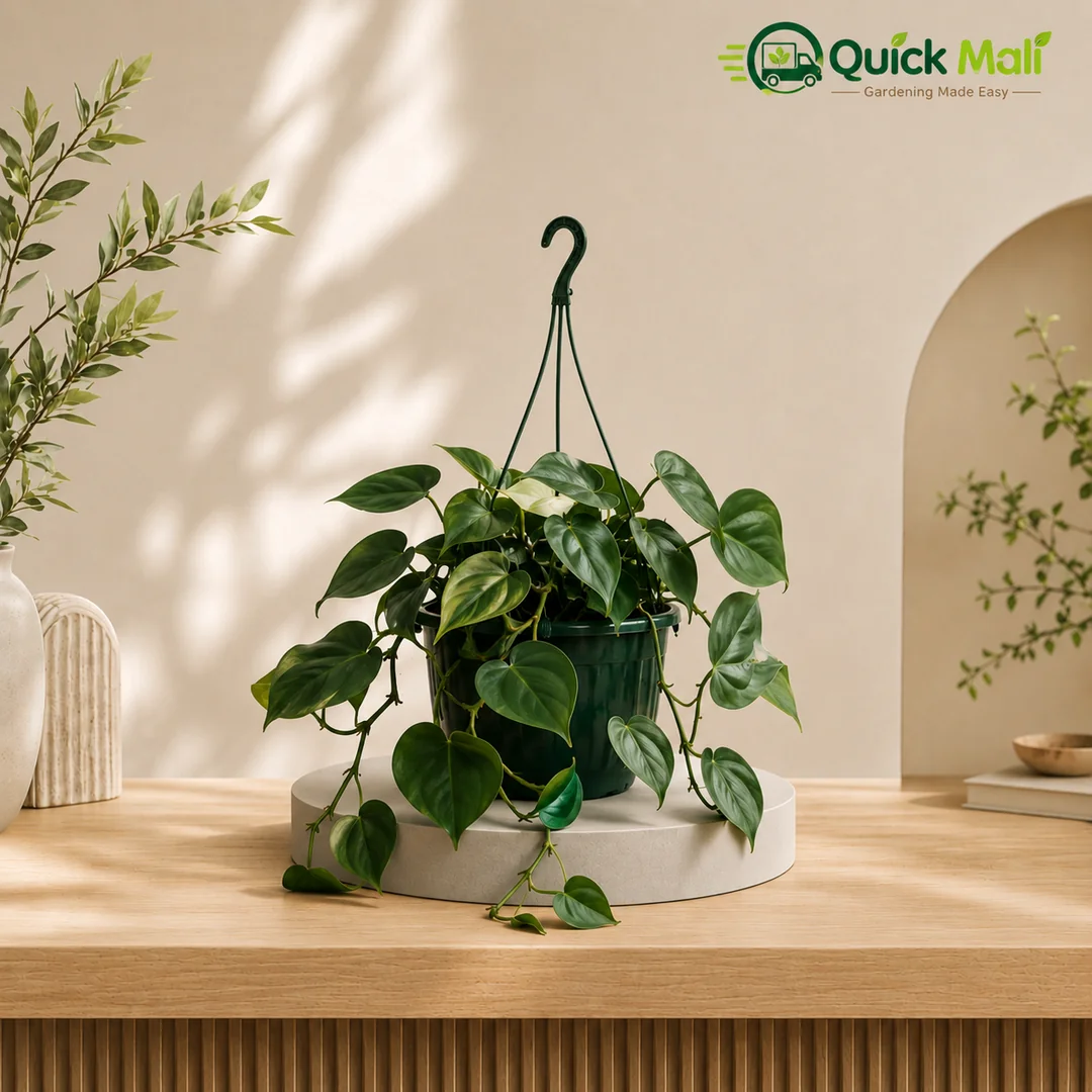 Chinese Money Plant with Hanging Plant