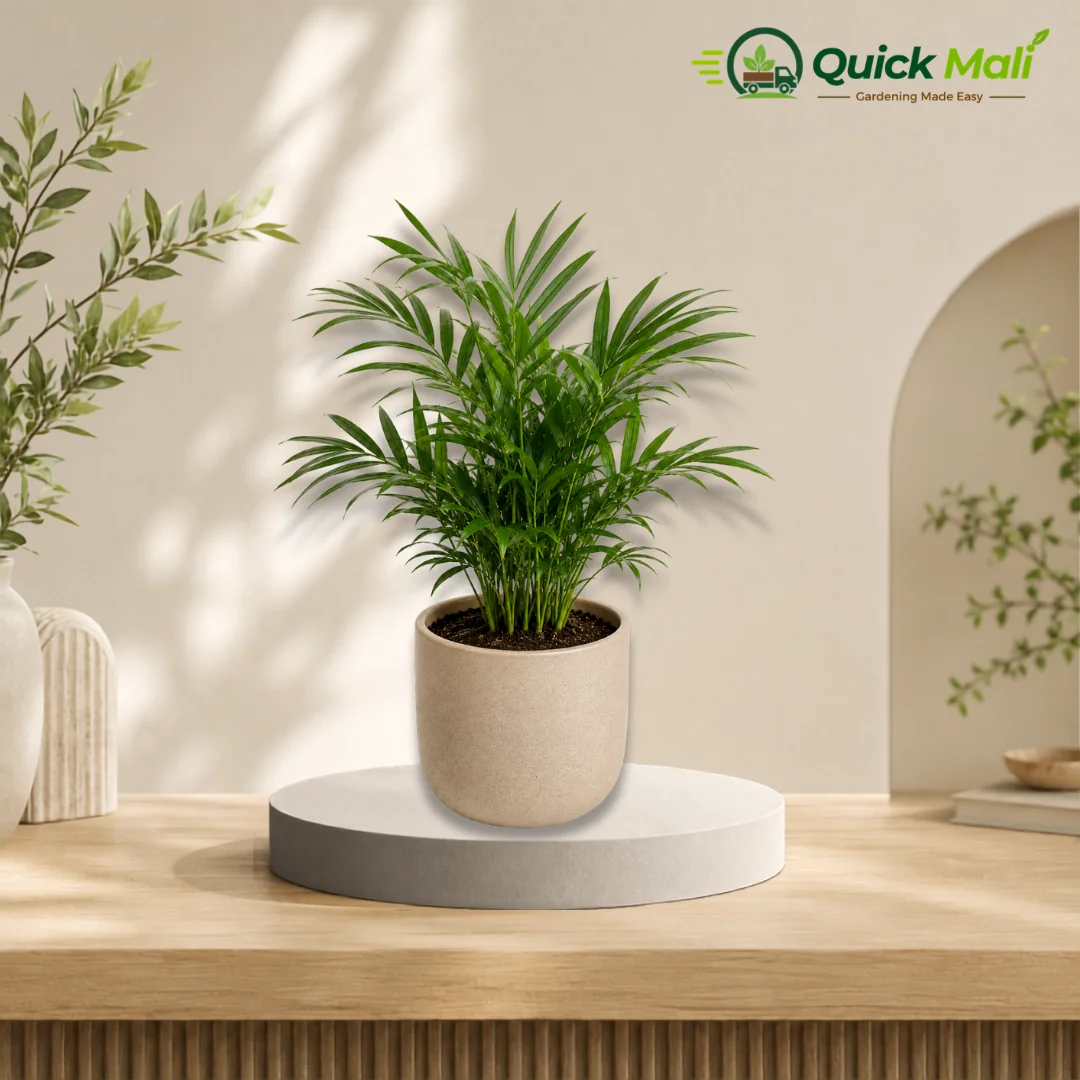 Chinese palm