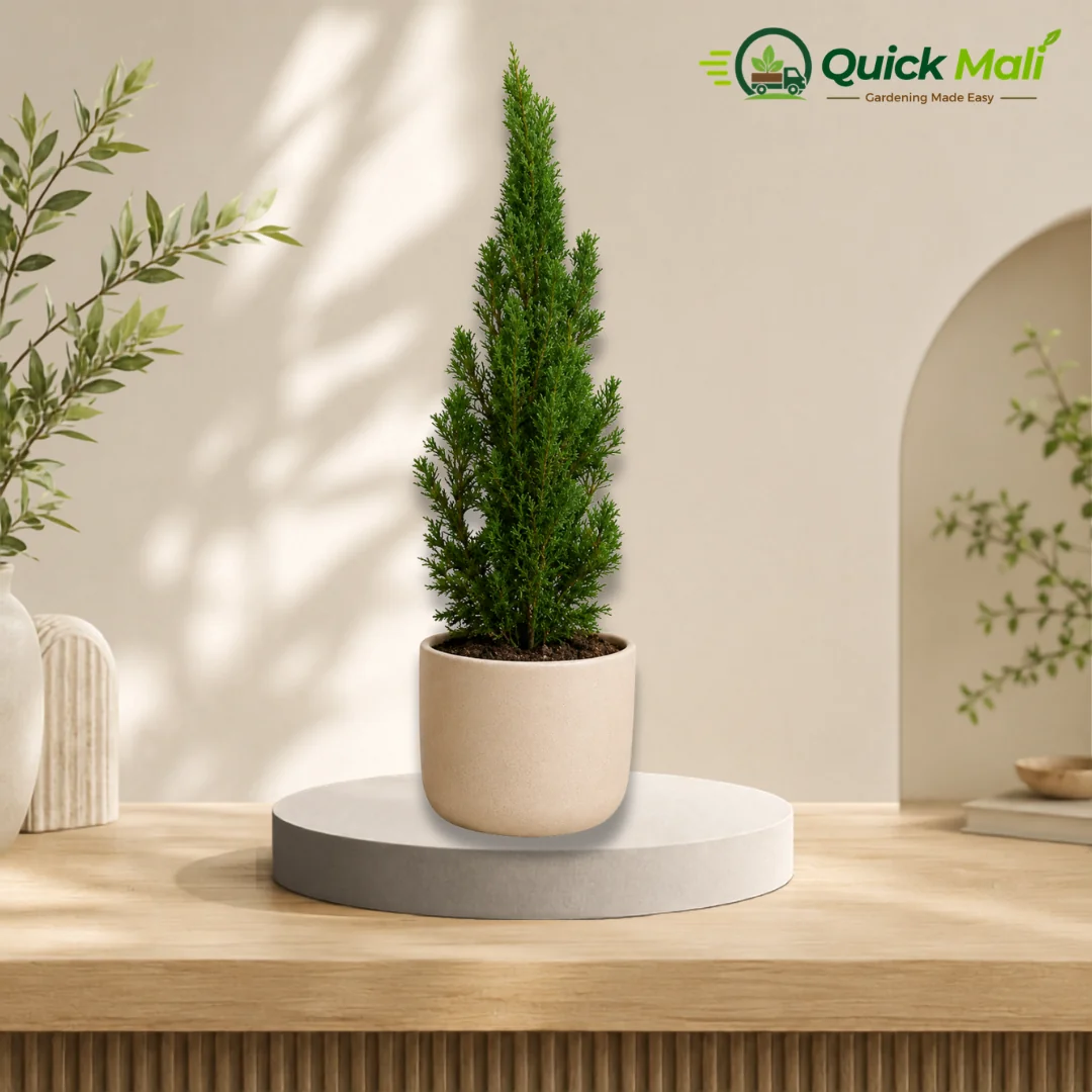 Cypress Plant