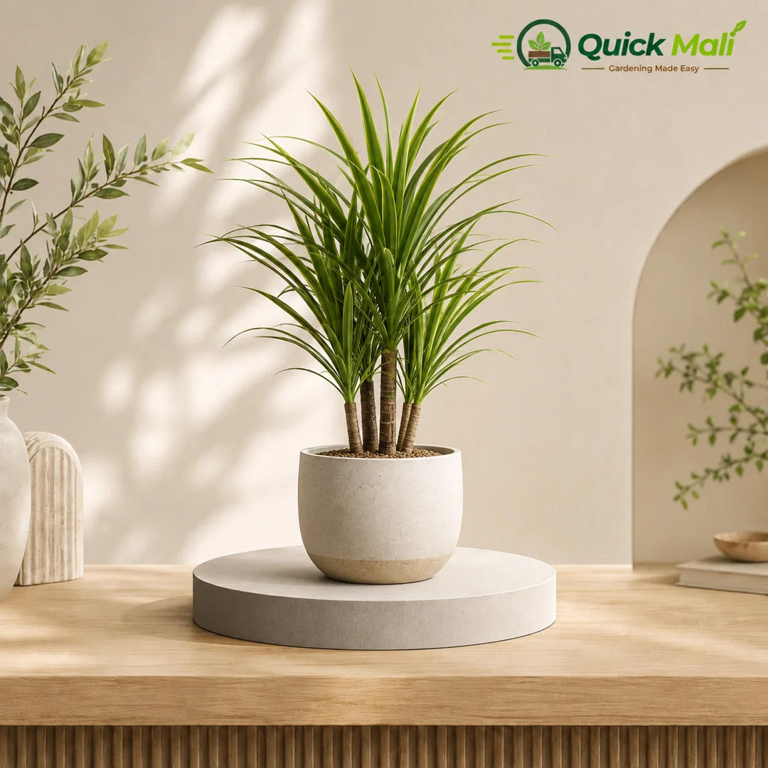 Dracaena
