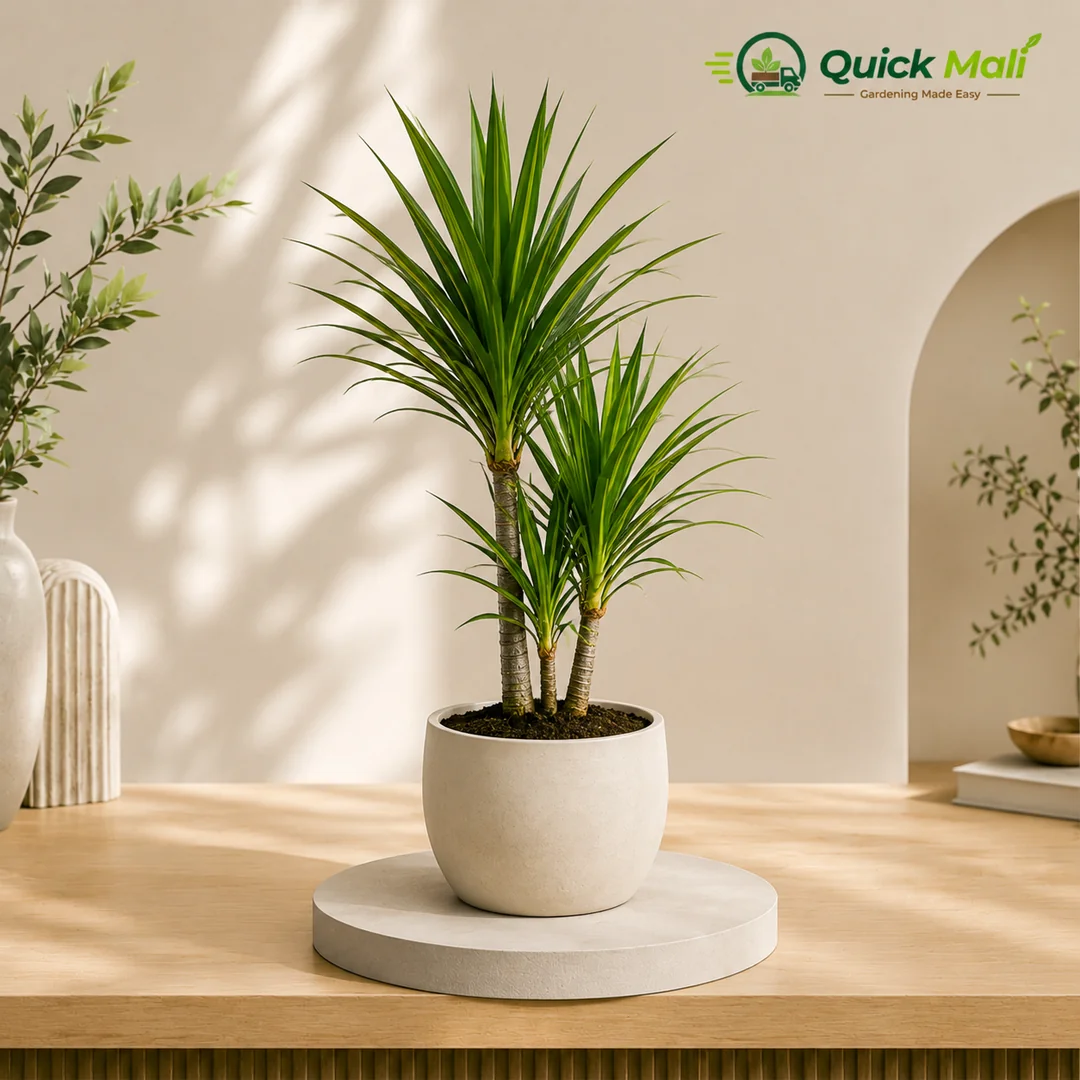 Dragon Tree Plant