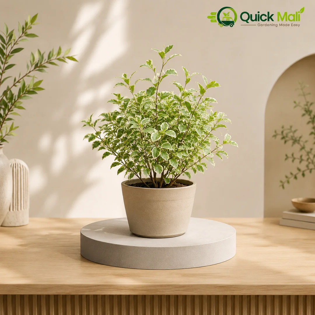 Dry China Plant