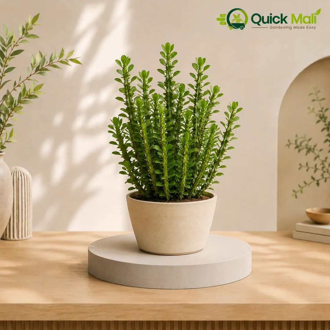 Euphorbia