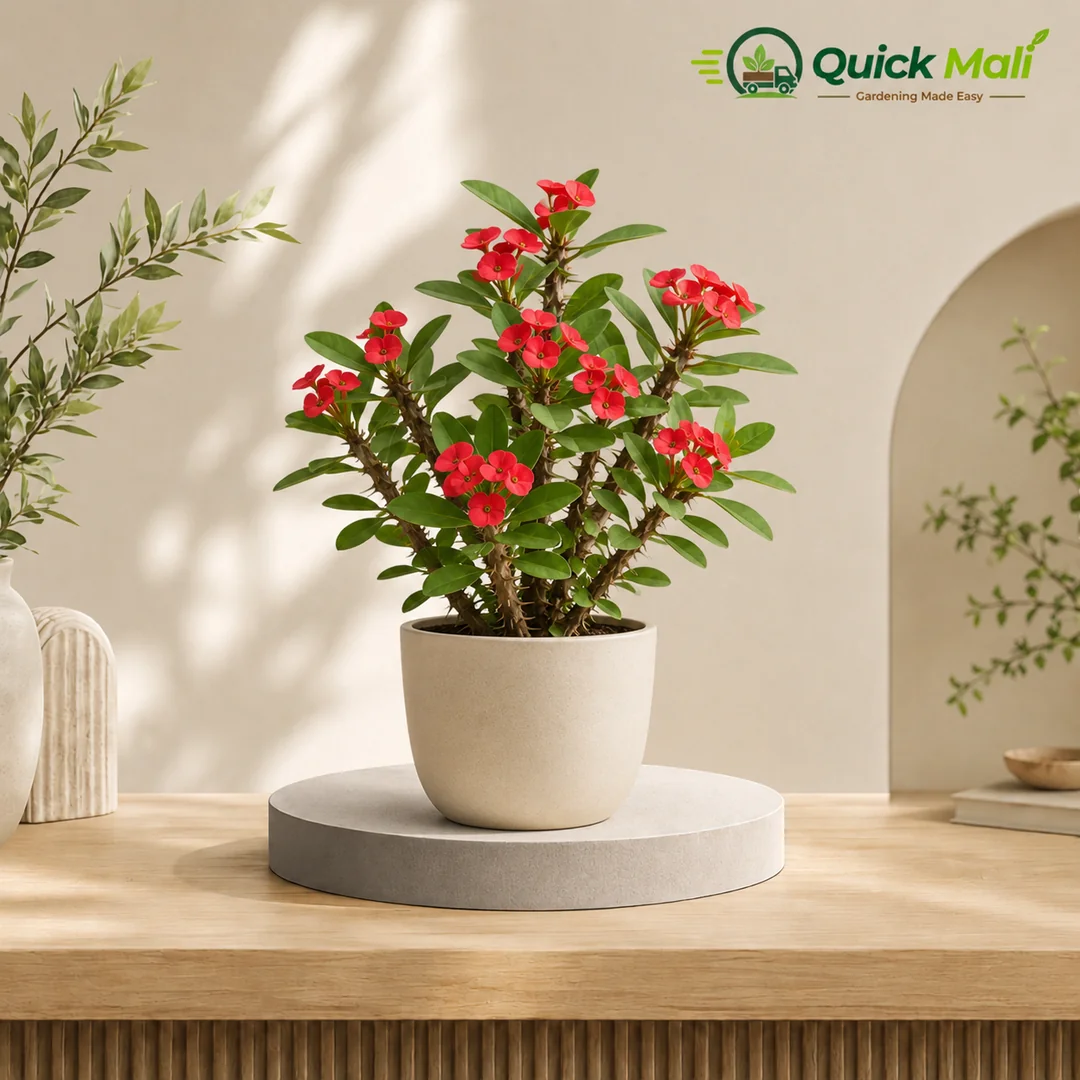 Euphoriba Milli Red