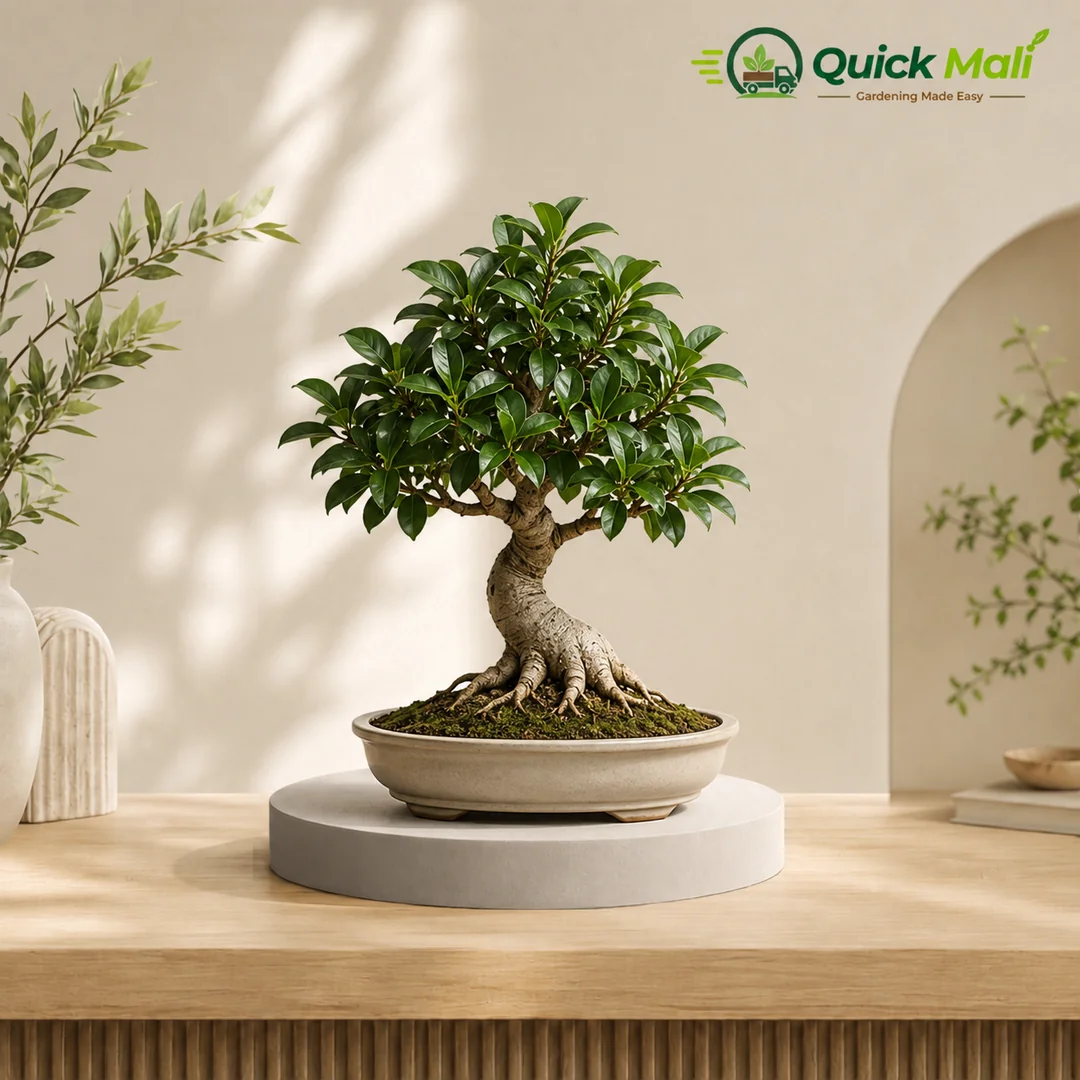 Ficus Bonsai