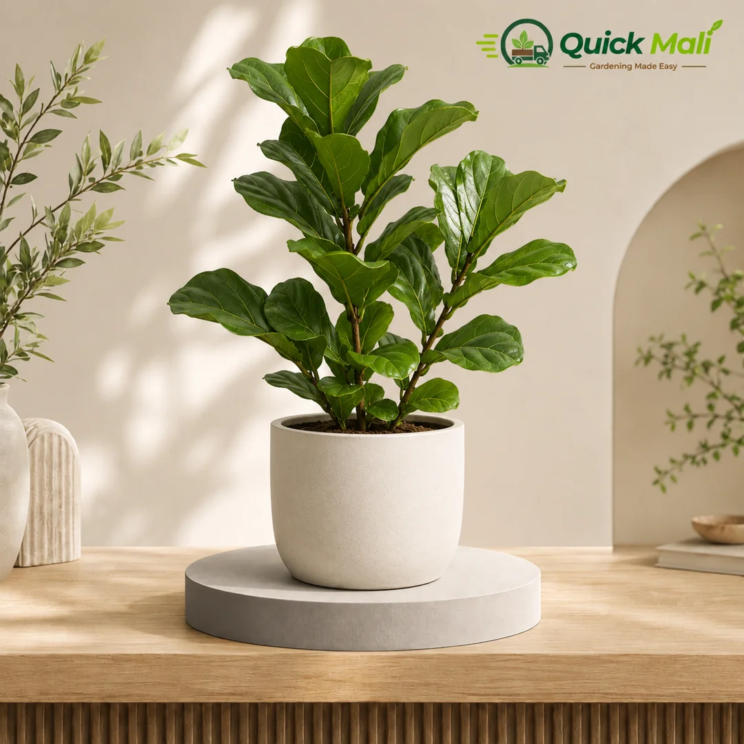 Fiddle Leaf Fig at Low Price