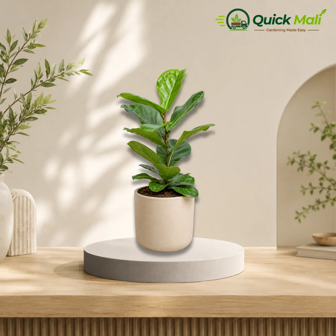 Fiddle leaf fig/Ficus lyrata