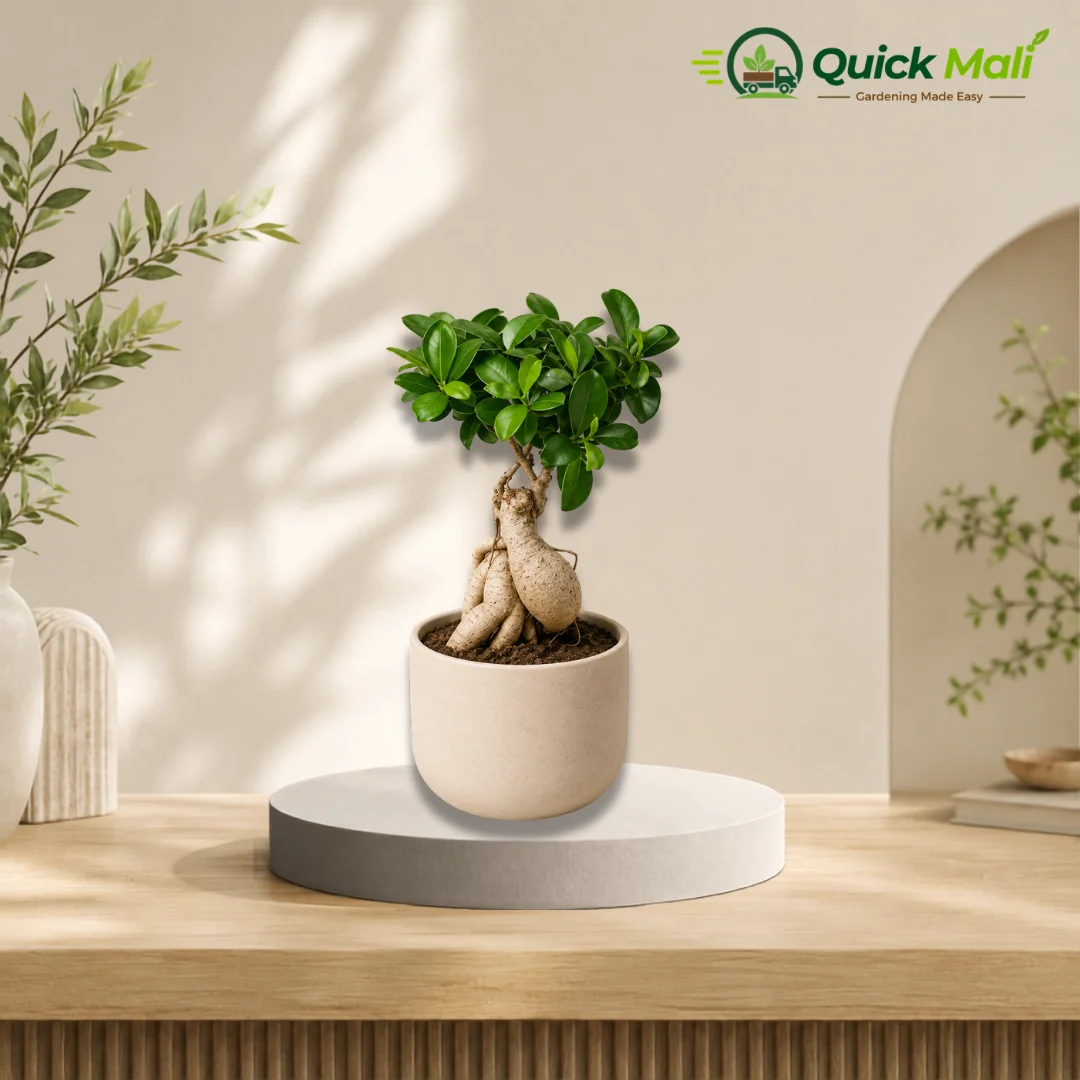 Fiscus Bonsai