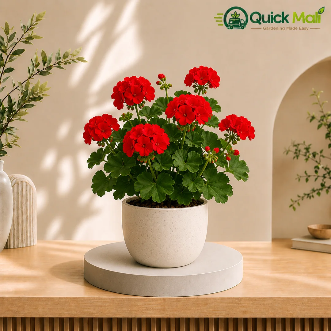 Geramium Red