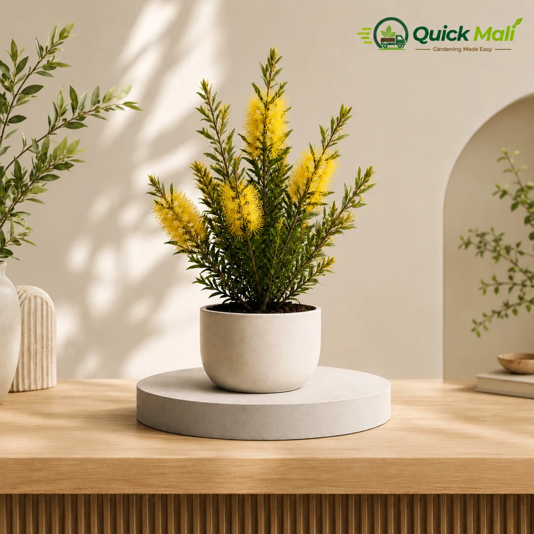 Golden Bottle Bush