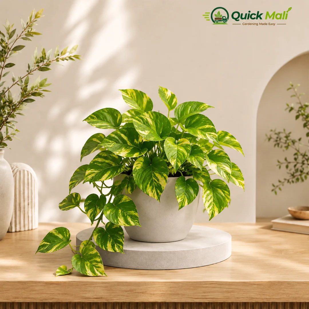 Golden Pothos