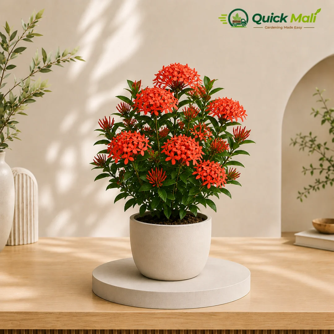 Ixora