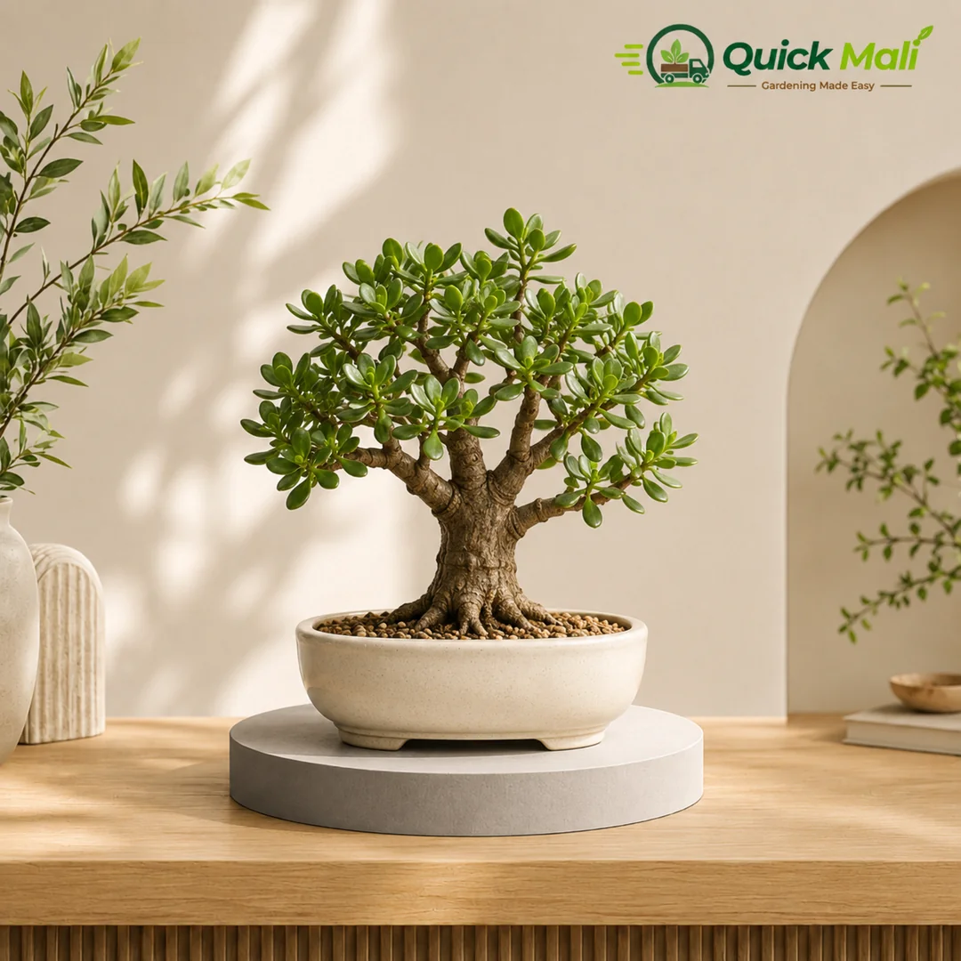 Jade Bonsai
