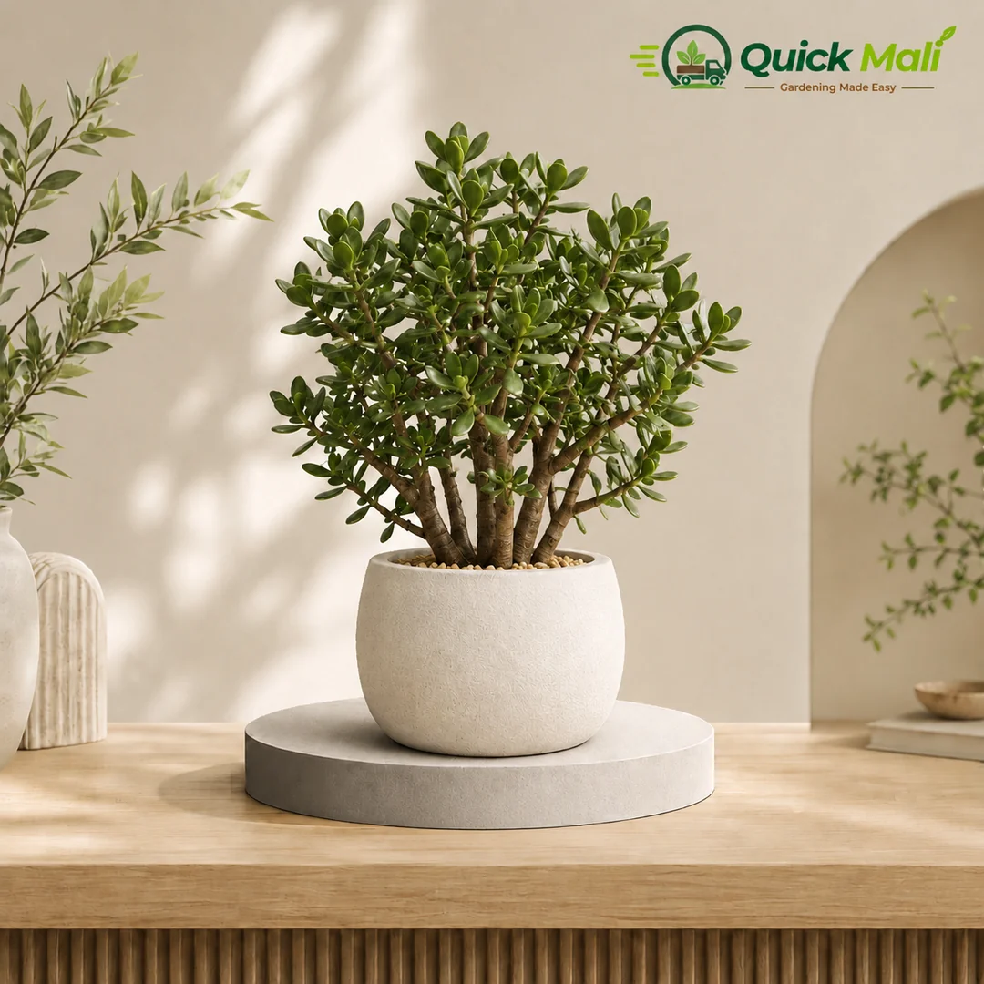 Jade plant 1 ft.