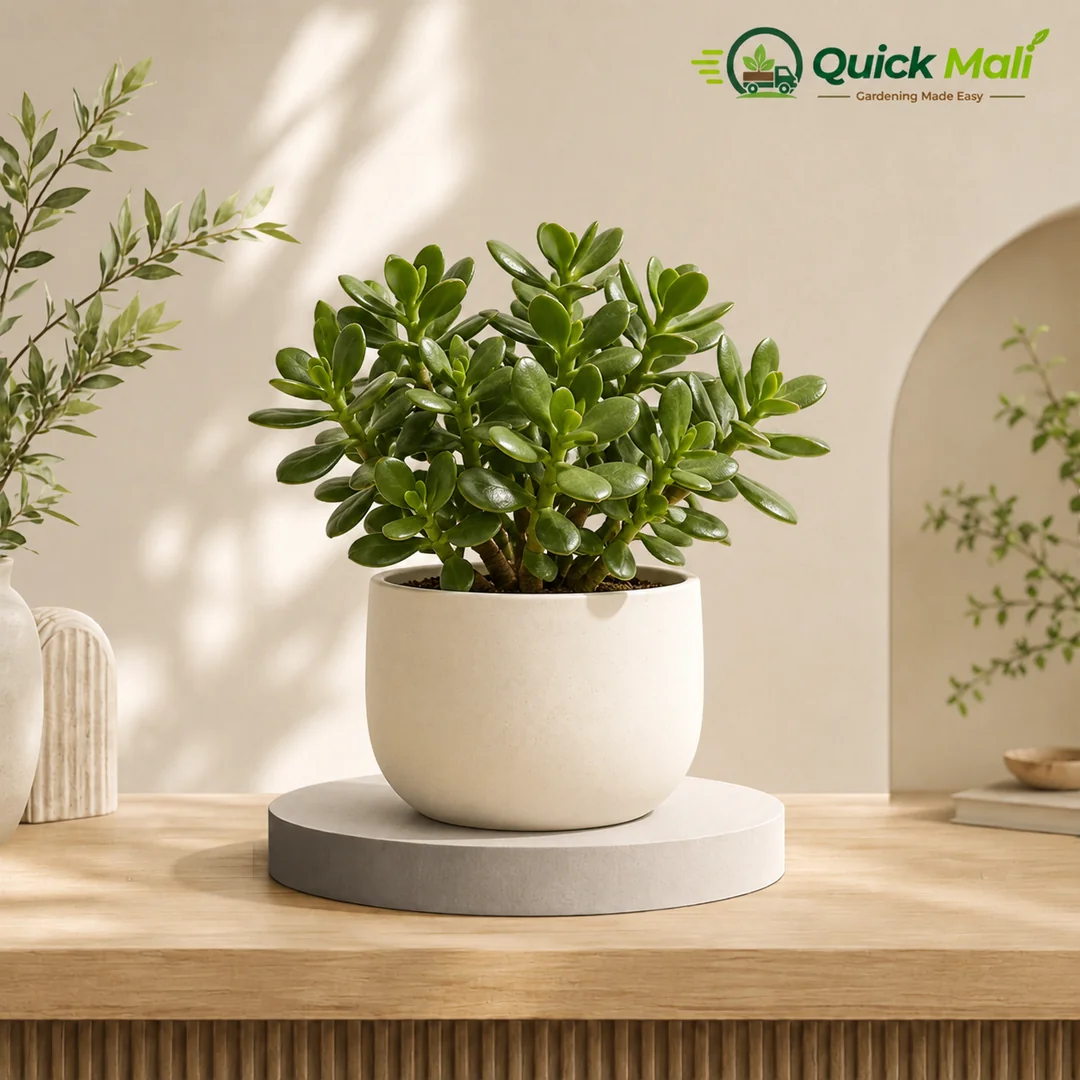 Jade Plant at Low Price