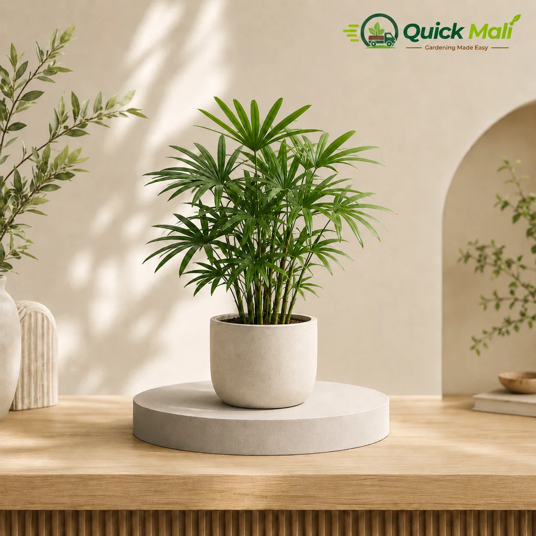 Lady Palm