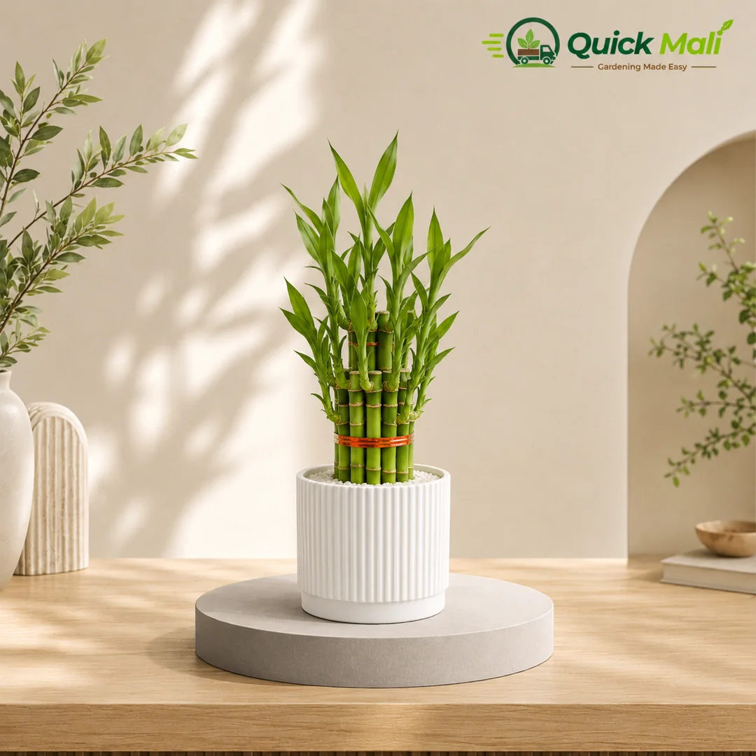 Lucky Bamboo