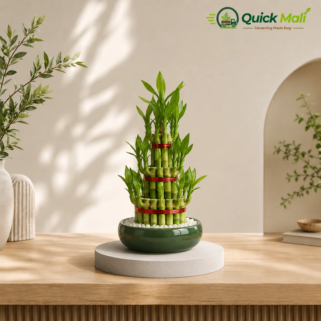 Lucky Bamboo special plant