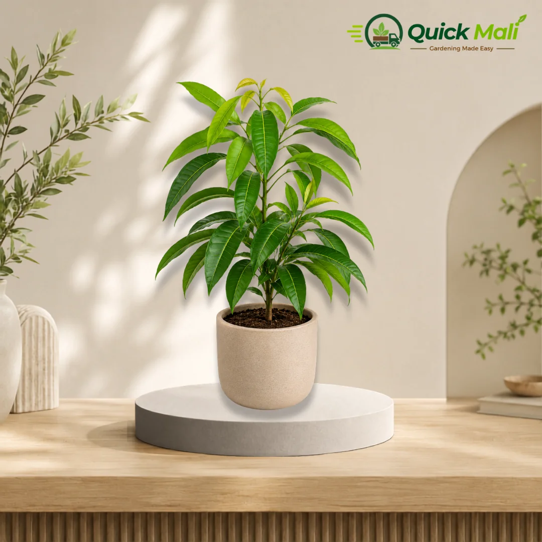 Mango Plant