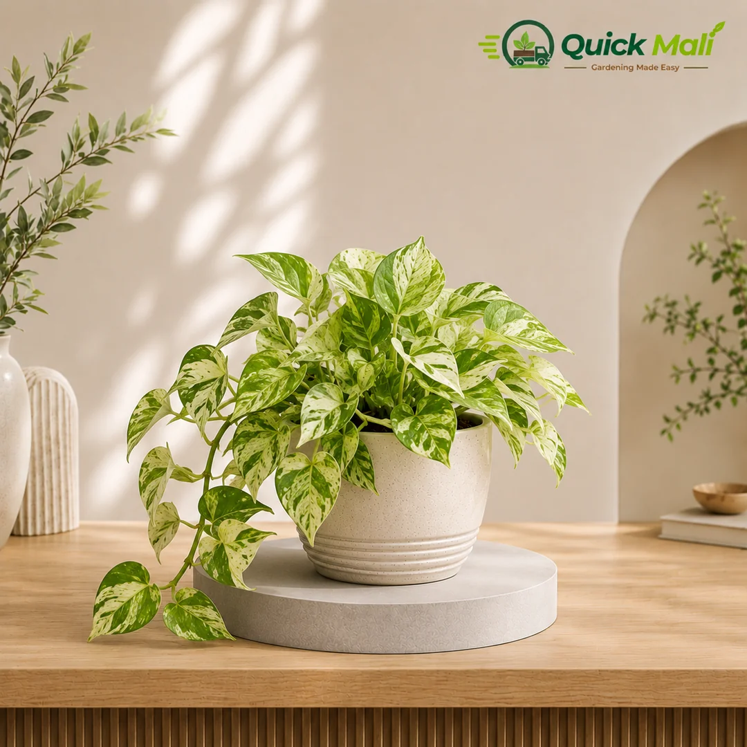 Marble Money plant