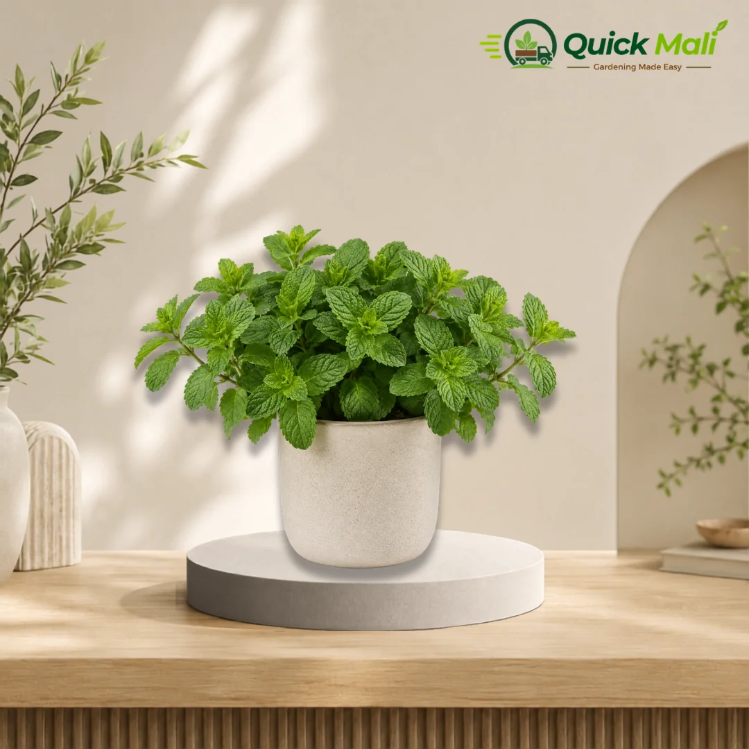 Mint ( Pudina )