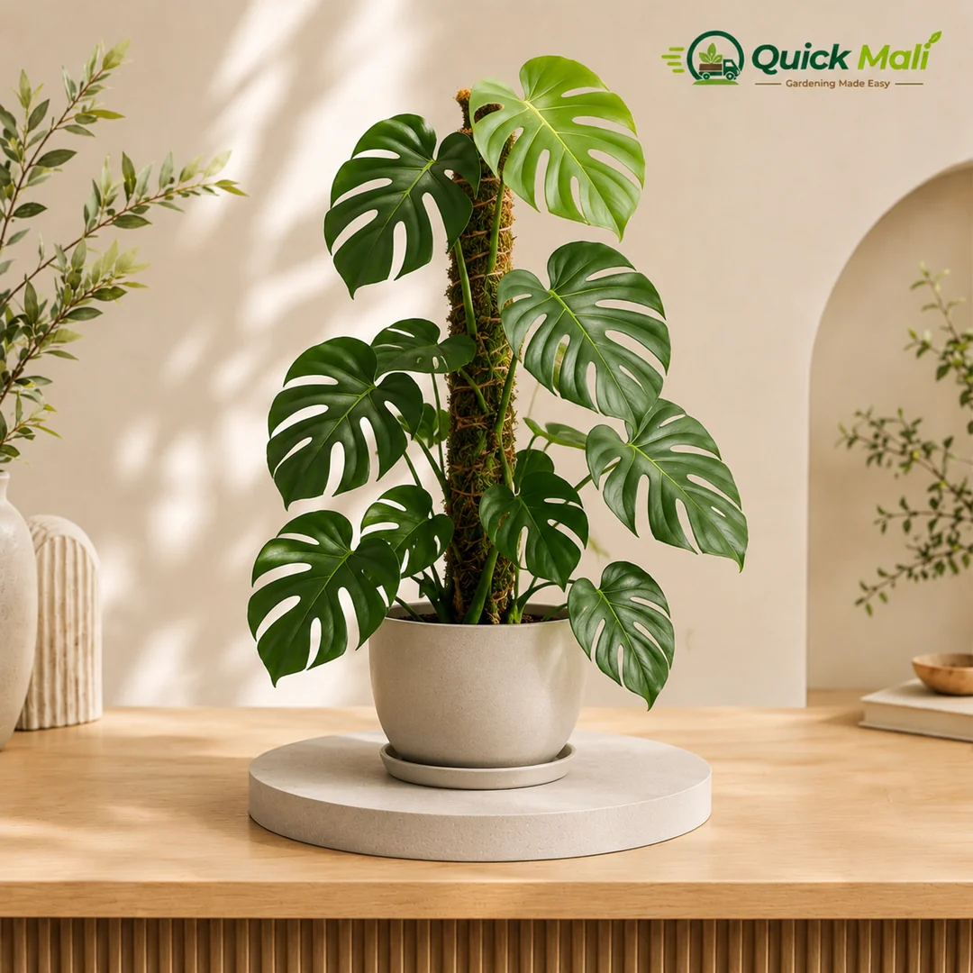 Monstera with Moss Stick