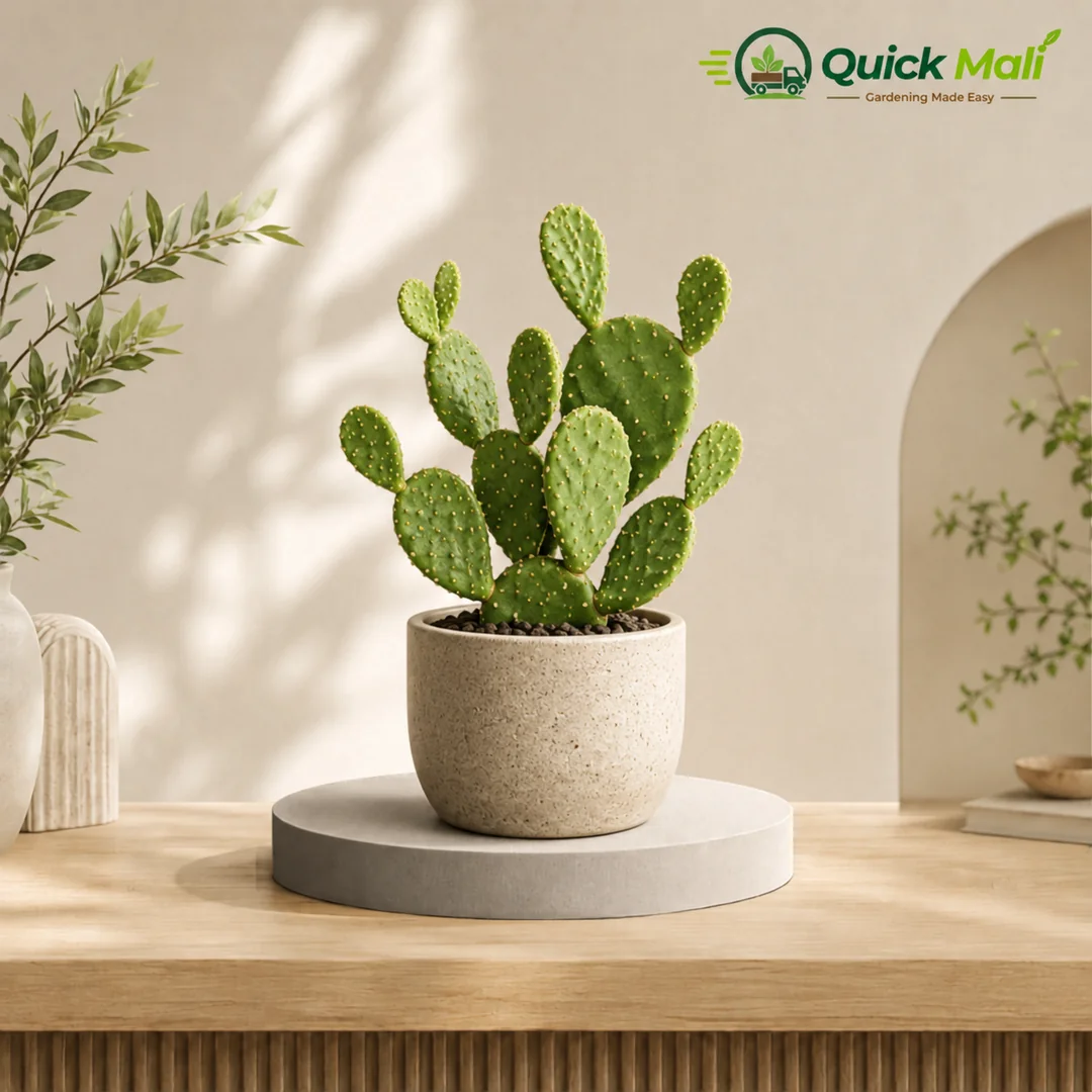Nagfani Cactus