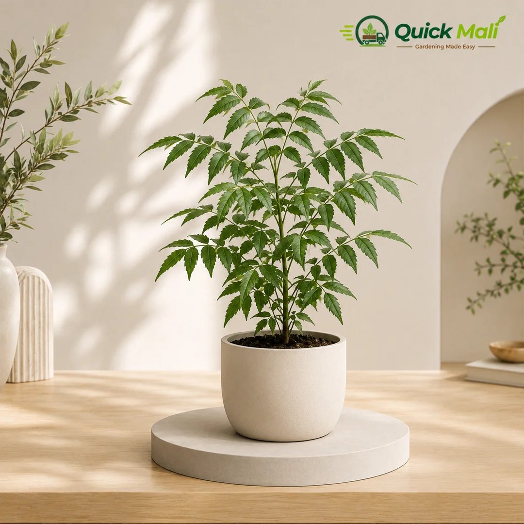 Neem Plant