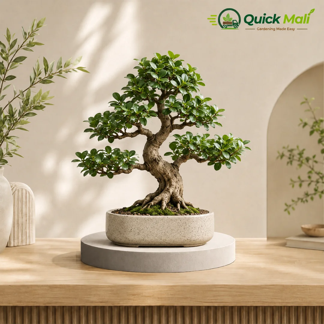 Panda Fiscus Bonsai