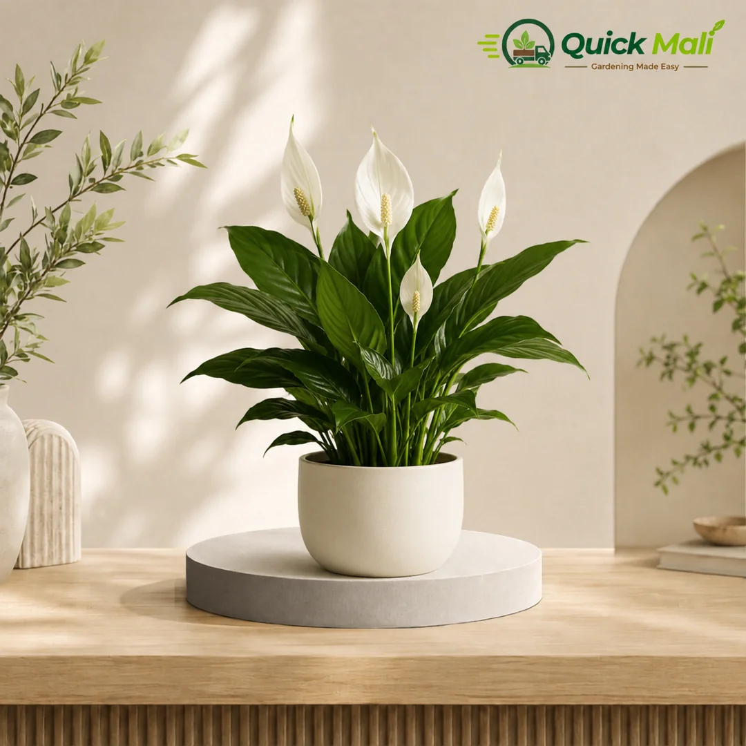 Peace Lily at Low Price