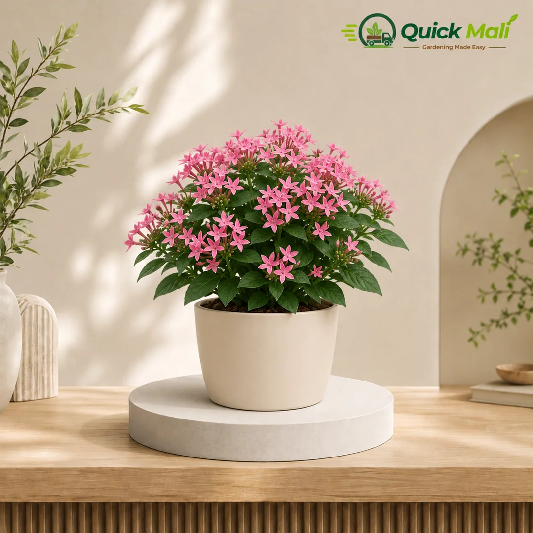 Pentas Lucky Star Pink