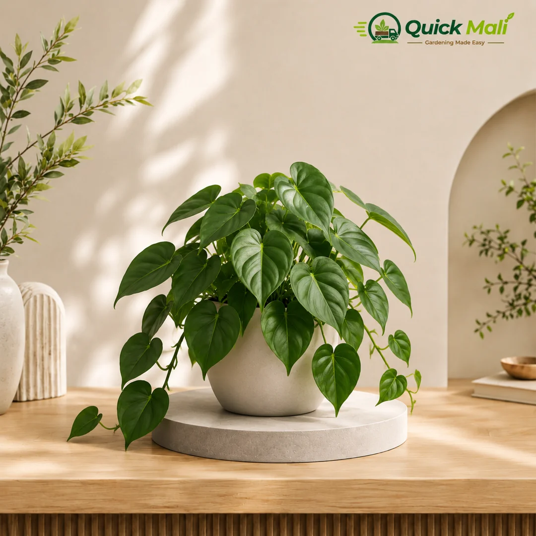 Philodendron
