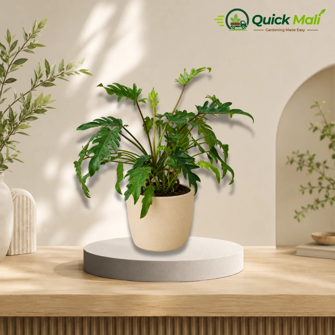 Philodendron xanadu