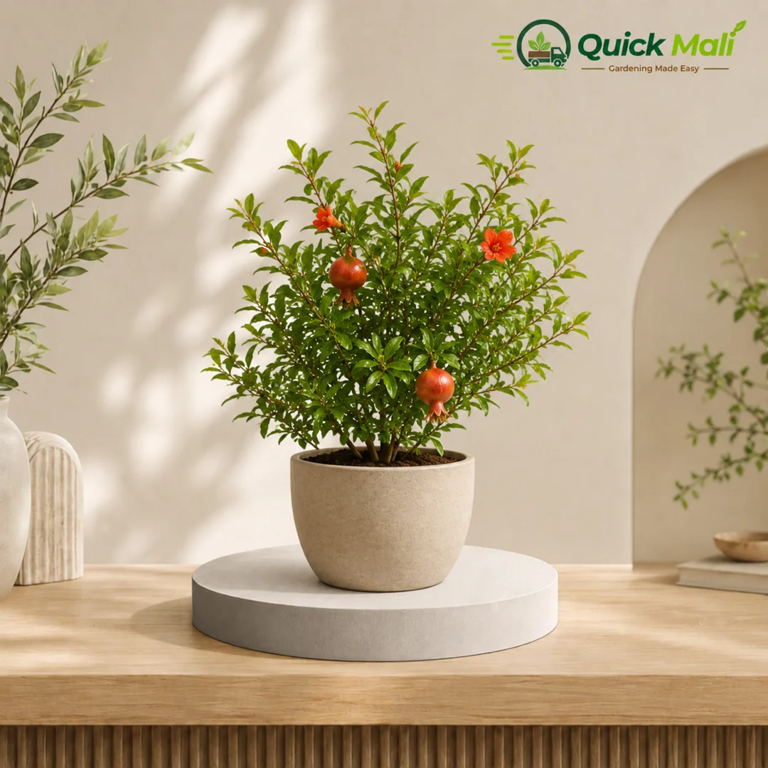 Pomegrante plant