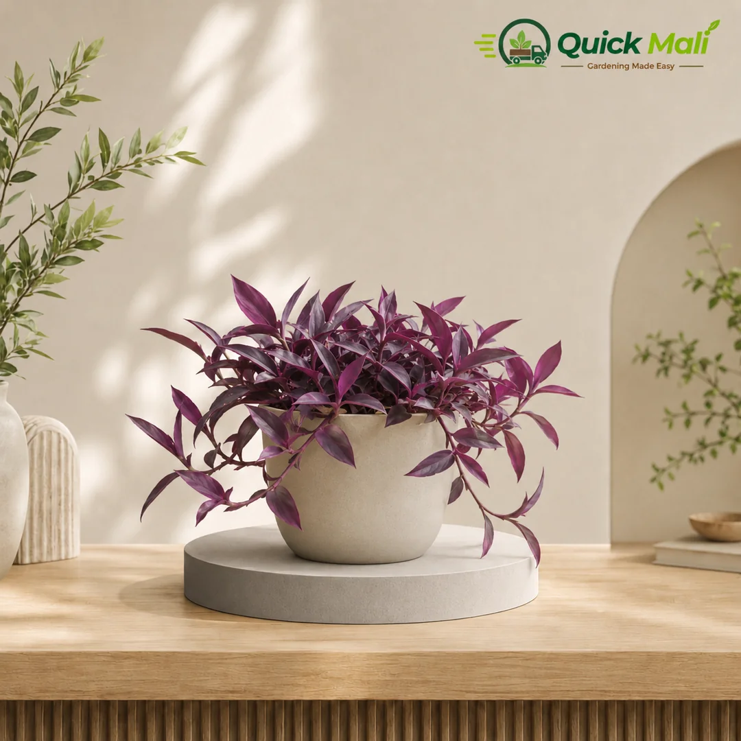Purple heart Plant