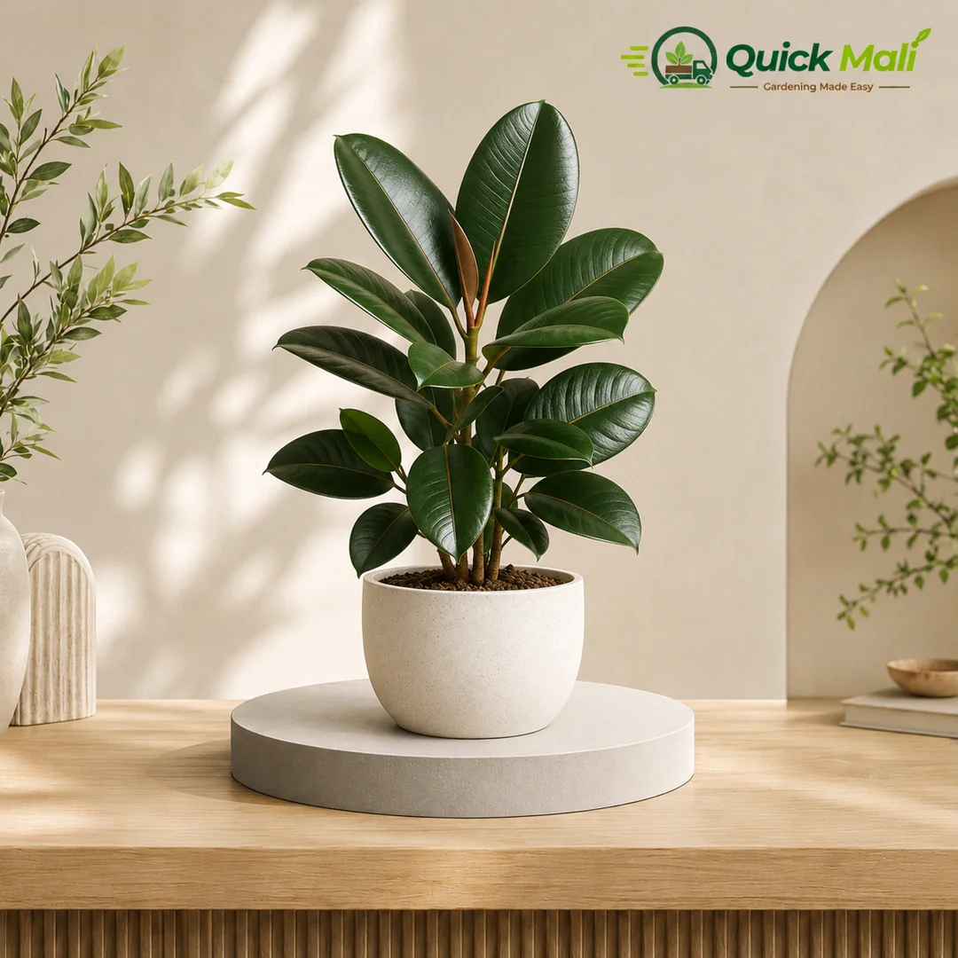 Rubber Plant at Low Price