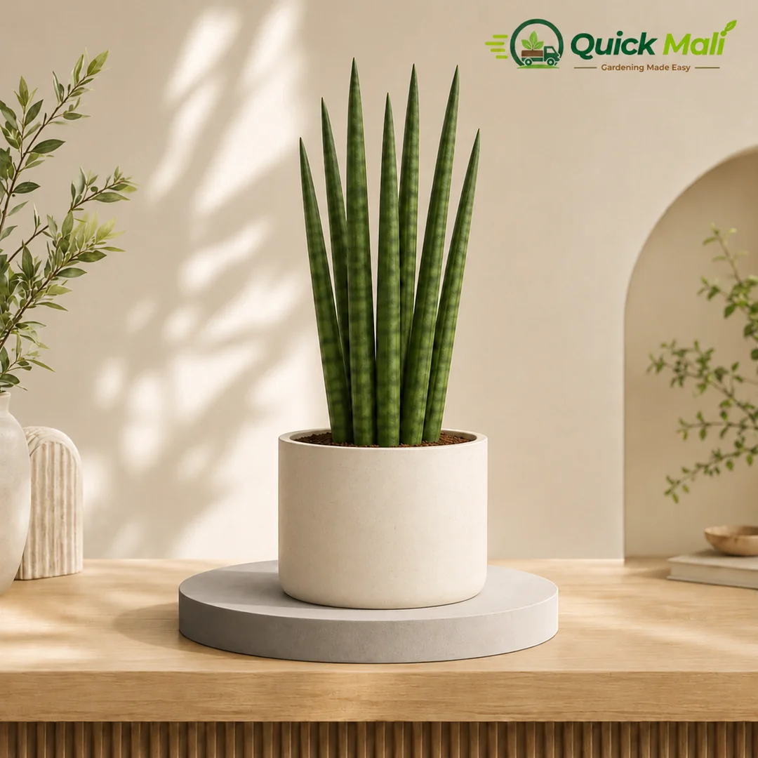 Sansevieria Cylindrica